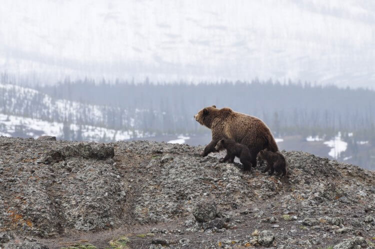 Bear climbing with cubs in Yellowstone National Park during winter